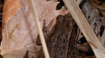 2015-01-10 :1: Charlebois Loop II :: The_Eagle