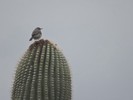 photo thumbnail #14