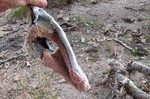photo thumbnail #12