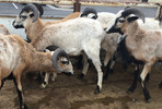 photo thumbnail #2