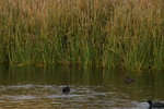 photo thumbnail #13