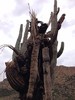 photo thumbnail #11