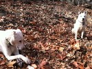 photo thumbnail #15