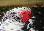 photo thumbnail #3