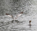 photo thumbnail #13