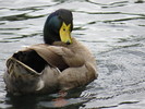 photo thumbnail #14