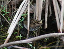 photo thumbnail #15