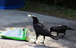 2015-01-15 :2: Shark Valley - Everglades National Park :: gummo