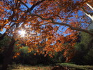 photo thumbnail #13