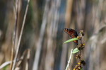 photo thumbnail #14