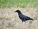 2015-01-17 :2: Pinelands Short Loop :: gummo