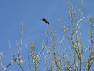photo thumbnail #1