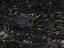 photo thumbnail #13