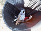 photo thumbnail #8