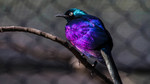 photo thumbnail #10