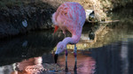 photo thumbnail #12