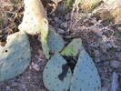 photo thumbnail #1