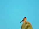 photo thumbnail #4