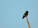 photo thumbnail #9