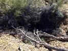 photo thumbnail #14