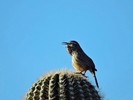 photo thumbnail #5