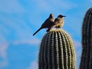 photo thumbnail #8