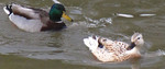 photo thumbnail #2