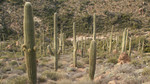 photo thumbnail #13