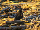 photo thumbnail #9