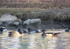 photo thumbnail #9