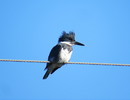 photo thumbnail #15