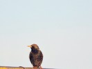photo thumbnail #5