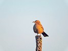 photo thumbnail #6