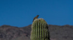 photo thumbnail #2