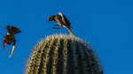 photo thumbnail #3