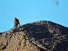 photo thumbnail #12