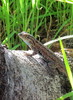 photo thumbnail #12