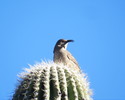 photo thumbnail #4