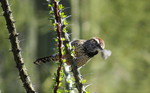 photo thumbnail #7