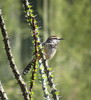 photo thumbnail #8