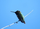 photo thumbnail #12