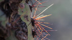 photo thumbnail #14
