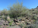 photo thumbnail #13