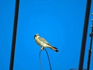photo thumbnail #14