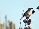 photo thumbnail #5