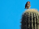 photo thumbnail #10