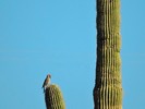 photo thumbnail #12