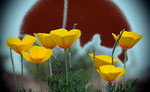 photo thumbnail #9