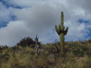 photo thumbnail #15