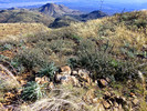 2015-02-13 :1: Pinyon Mountain :: FLYING_FLIVER